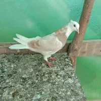 کبوتر پرشی خوش رنگ