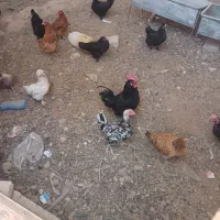 مرغ و خرس|حیوانات مزرعه|خمینی‌شهر, |دیوار