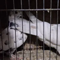 کفتر پرشی|پرنده|تهران, مینای شمالی (مخبر)|دیوار