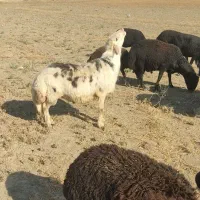 قوچ پلنگی موسیم  سیمینتال