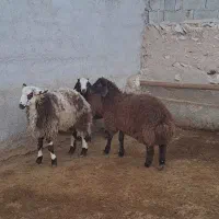 بره نر درجه یک میش قوچ بز|حیوانات مزرعه|همدان, |دیوار