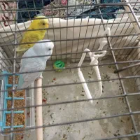 یک جفت مرغ عشق