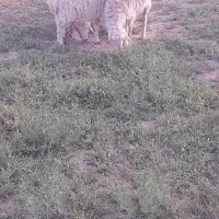 میش.،.|حیوانات مزرعه|فردوس (خراسان), |دیوار