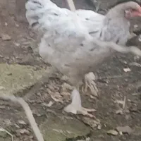 مرغ وخروس برهما لایت|حیوانات مزرعه|سنگر, |دیوار