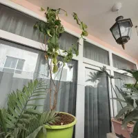 گل و گلدان و استند|گل و گیاه طبیعی|مشهد, فرهنگیان (شهرک غرب)|دیوار