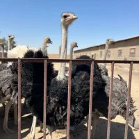 شترمرغ پیش مولد