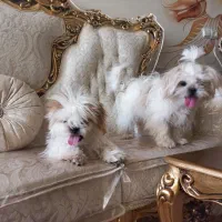 واگذاری یک جفت شیتزو فلت