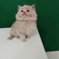 گربه پ اسکاتیش بیریتیش نر و ماده توضیحات پرشین