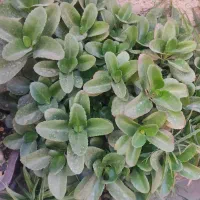 فروش گل|گل و گیاه طبیعی|قدس, شهر‌قدس|دیوار