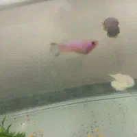 ماهی فروشی ماهی گوپی ماهی فایتر