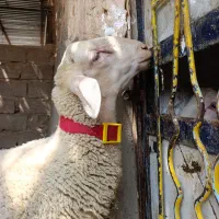 بره نر لاکن پدر و مادرش پلاک آویژن