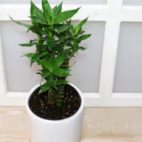 گل بامبو لوتوس خاکی|گل و گیاه طبیعی|شیراز, شهرک گلستان|دیوار