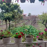 ویلای تمیز|اجارهٔ کوتاه‌مدت ویلا و باغ|تالش, طولارود|دیوار