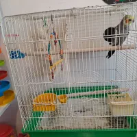 عروس هلندی نر با قفس بزرگ