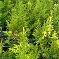 گیاهان زینتی