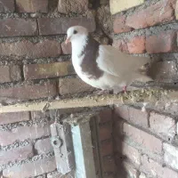 کلفه|پرنده|اردبیل, |دیوار