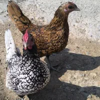 تخم مرغ نطفه دار سبرایت مینیاتوری