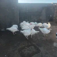 فروش بوقلمون سفید گوشتی