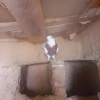 کبوتر|پرنده|چناران, |دیوار