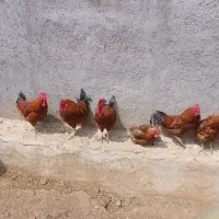 خروس محلی فروش