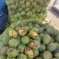 گردو پوست کاغذی|خوردنی و آشامیدنی|اصفهان, شهرک زاینده رود|دیوار