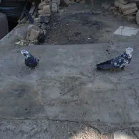 کبوترواشه ای سیاه|پرنده|سامان, |دیوار