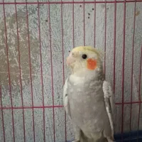 عروس هلندی یک جفت