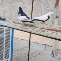 پرنده|پرنده|قزوین, |دیوار