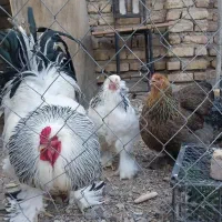 مرغ و خروس برهما (امپراتور)