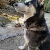 سگ هاسکی|سگ|تالش, هشتپر|دیوار