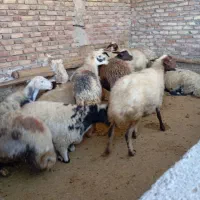 میش چاق برای داشت و کشتار