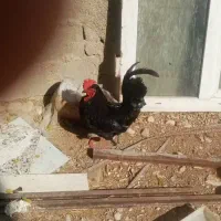 خروس محلی چهل تاج