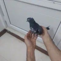 نرسیماش کاکولی درجه۱|پرنده|قم, وادی السلام|دیوار