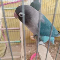 کوتوله برزیلی جفت با 5تا جوجه