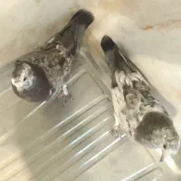 کبوتر|پرنده|محلات, |دیوار