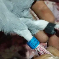 گرفتنی،مسابقات مسافتی|پرنده|مشهد, پادگان شهید برونسی|دیوار