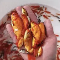 ماهی قرمز و گلفیش|ماهی|اصفهان, ارزنان|دیوار