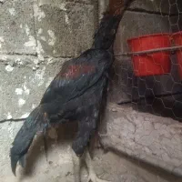 ۵ عدد خروس و ۱ عدد مرغ لاری|حیوانات مزرعه|مشگین شهر, |دیوار