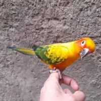 طوطی عروس مرغ عشق فنج سره قناری بخوان|پرنده|پاکدشت, پاکدشت (مامازند)|دیوار