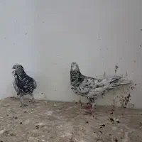 یک جفت کوهی نامه بر