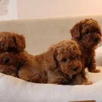 فرفری اصیل تضمینی رد