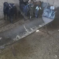 فروش ده راس کهره سبک با دوتا بز