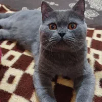 اسکاتیش نر آماده جفت گیری|گربه|مشهد, قائم|دیوار