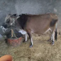 گاو 7ماه حامله