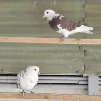 کبوتر  پرشی|پرنده|قم, چهار مردان|دیوار