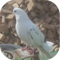 کبوتر فروشی نر