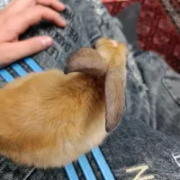 خرگوش