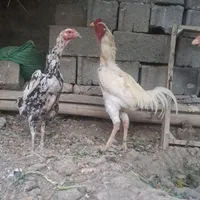 جوجه لاری اوشامو و اوشامو افغان|حیوانات مزرعه|شاهدشهر, |دیوار