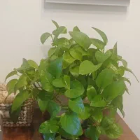 پتوس کالانکوئه کاکتوس