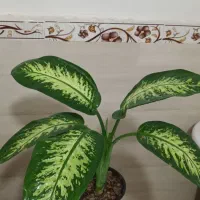 انواع گل های طبیعی باقیمت مناسب